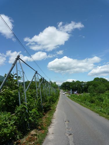 iwateginga131