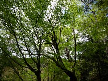 oR20080504_28