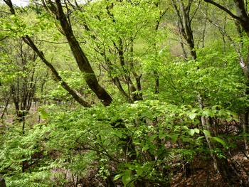 oR20080504_31