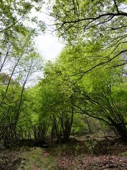 oR20080504_30