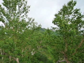 oR20080726_17