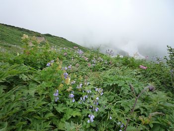 oR20080811_66