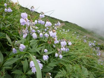 oR20080811_67